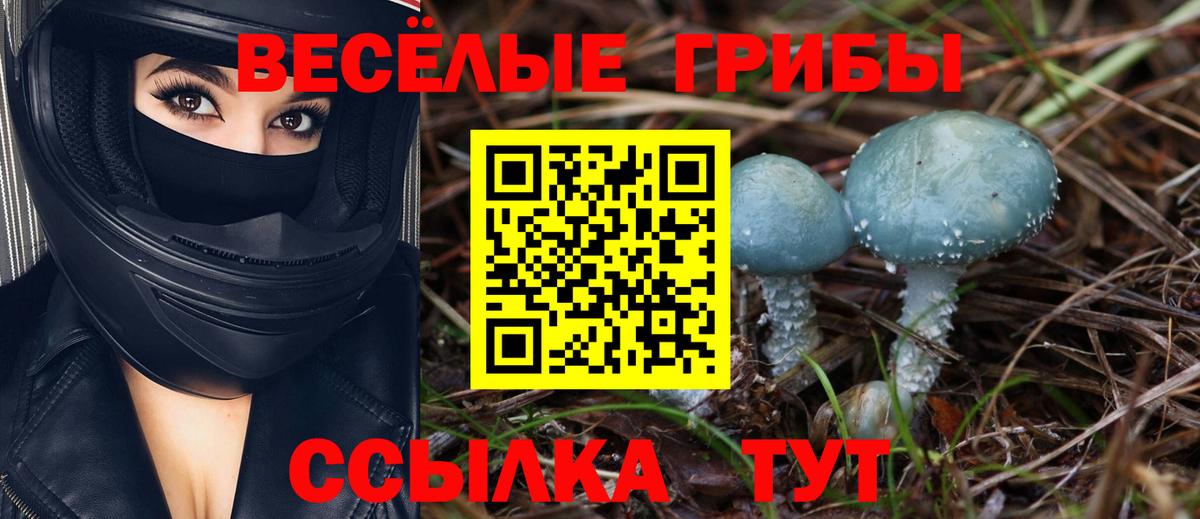 Галлюциногенные грибы Cubensis Луга